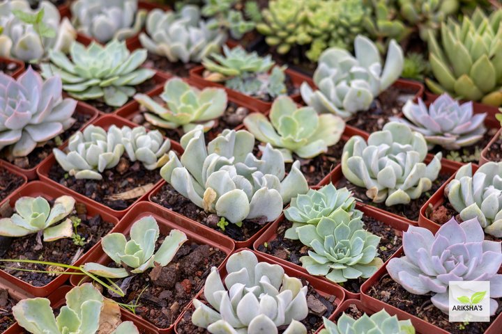 Succulents (Small)