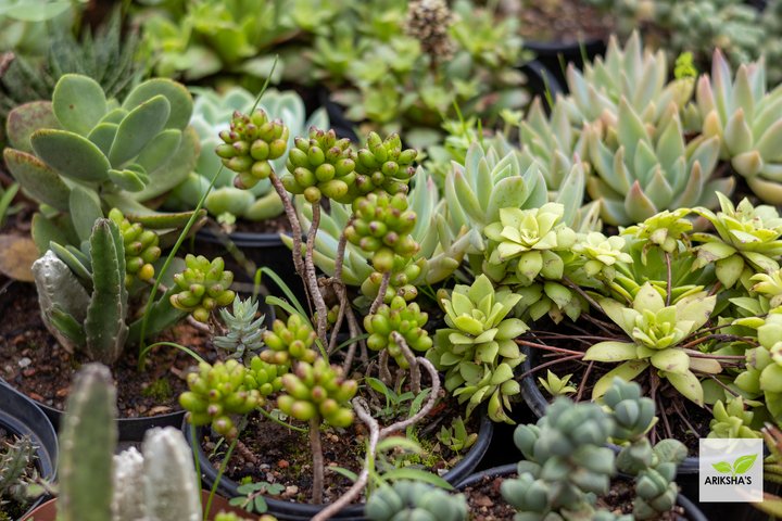 Succulents (Small)
