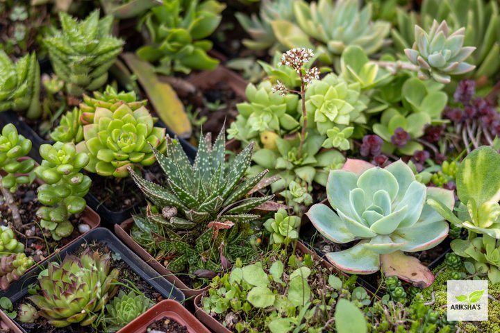 Succulents (Small)
