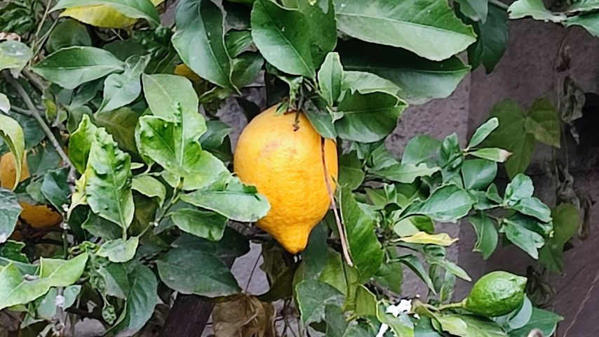  Lemons