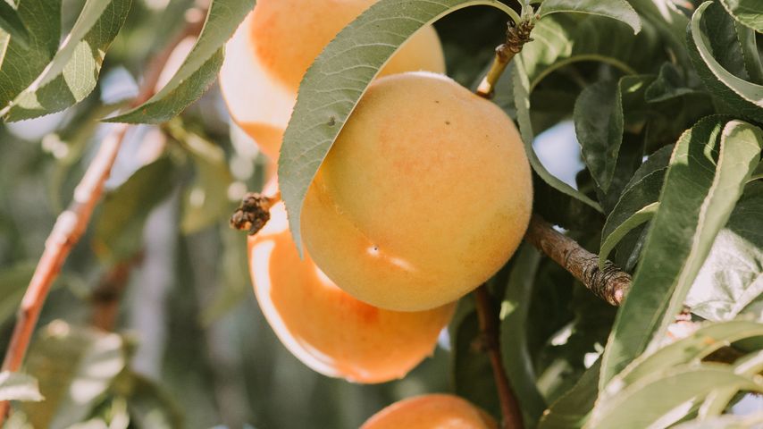 Apricot