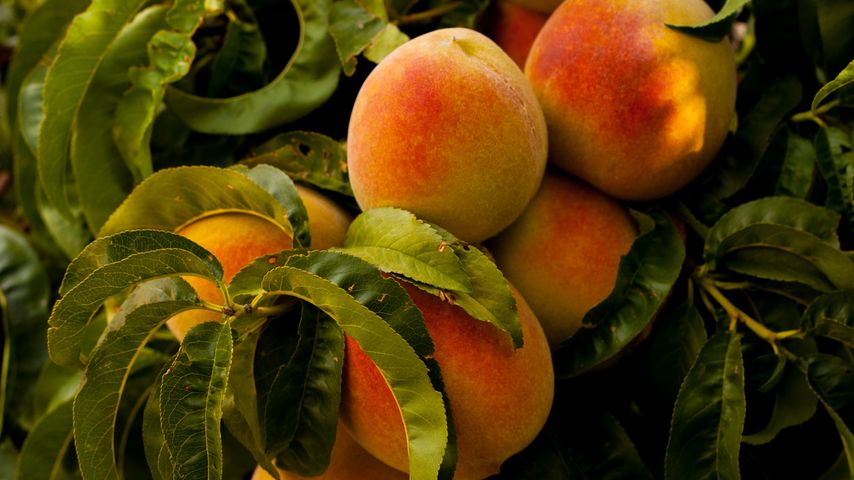 Peaches