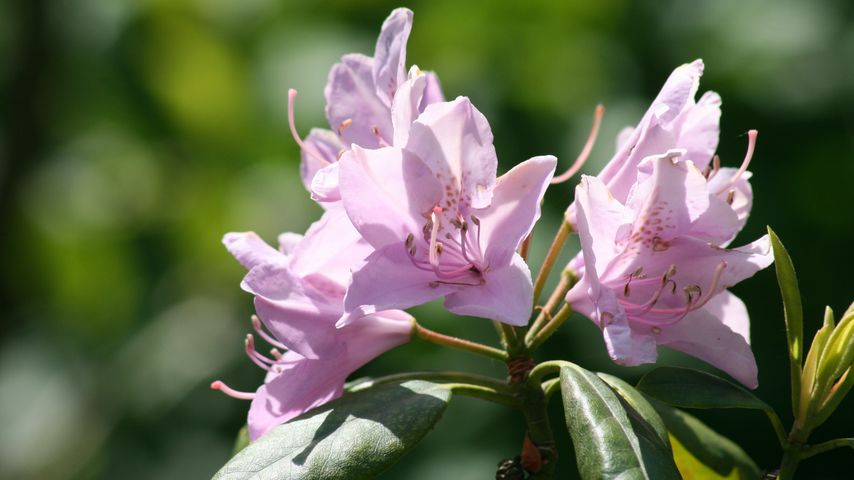 Azaleas