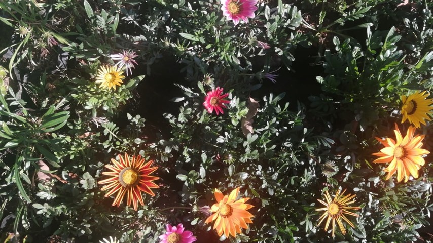 African Daisy