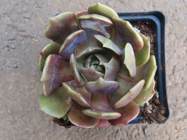 Melaco Brown Rose (Echeveria ‘Melaco Brown Rose’)