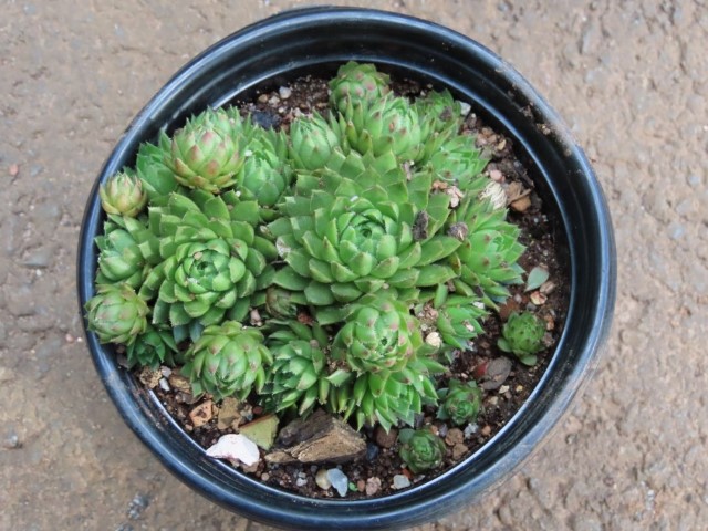 Hedgehog (Jovibarba Hirta) 