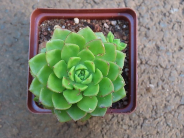 Lety's Sedeveria (Sedeveria Letizia)