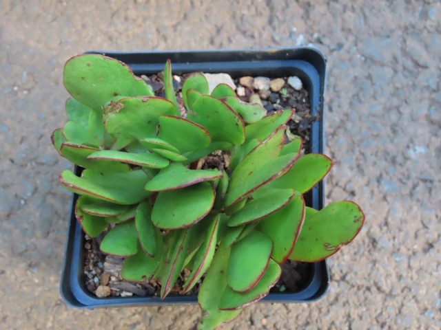 Crassula radicans Small Red Carpet (Crassula pubescens)